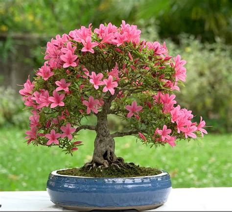 Azalea Bonsai Tree: Varieties, How to Propagate, and More