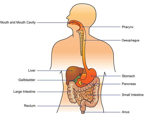 Digestive system | healthdirect