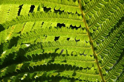 Fern texture stock image. Image of spore, nature, bracken - 10028035