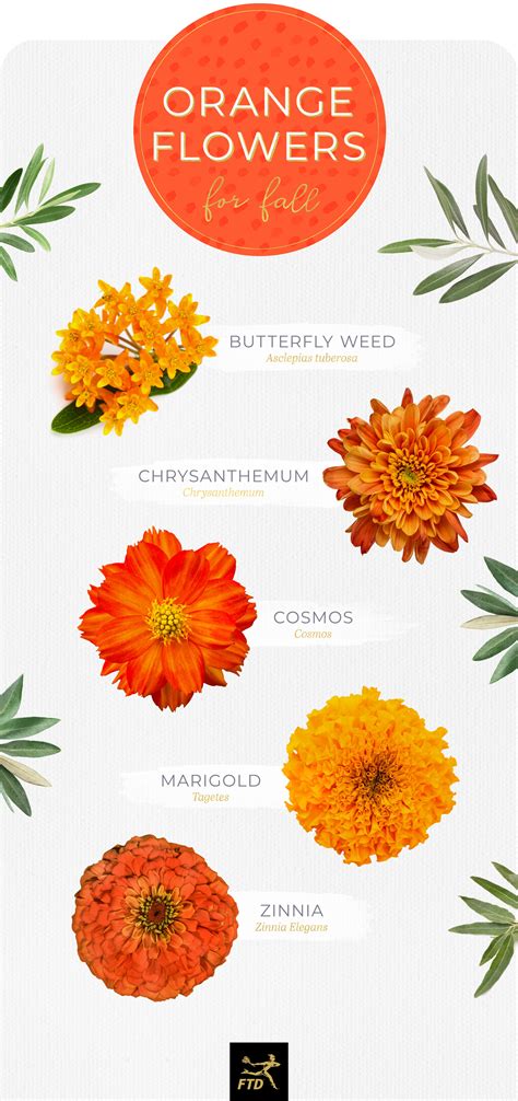 Orange Tropical Flowers Names | Best Flower Site