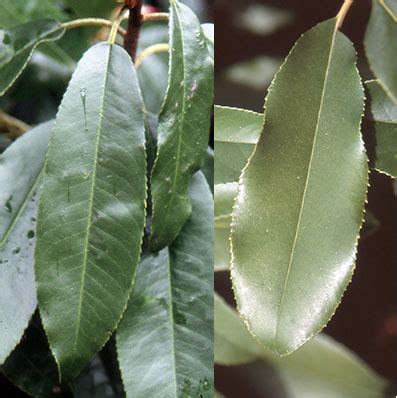 Photinia serratifolia | Landscape Plants | Oregon State University