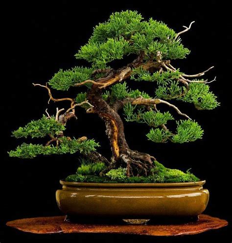 Best Bonsai Tree Care Indoor in the world Learn more here | bonsaiify