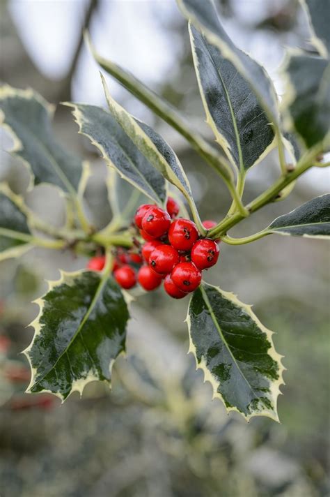 6 of the best holly varieties | Holly tree, Holly bush, Planting flowers