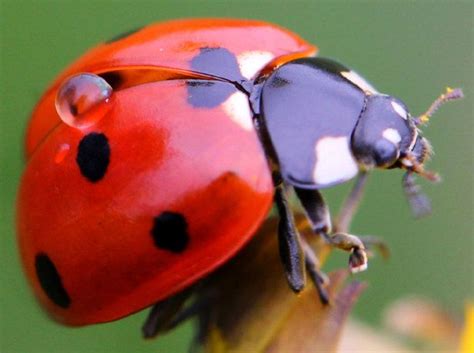 10 Fun Facts About Backyard Bugs --> http://www.hgtvgardens.com/animals ...