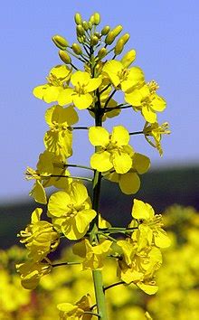 Rapeseed - Wikipedia