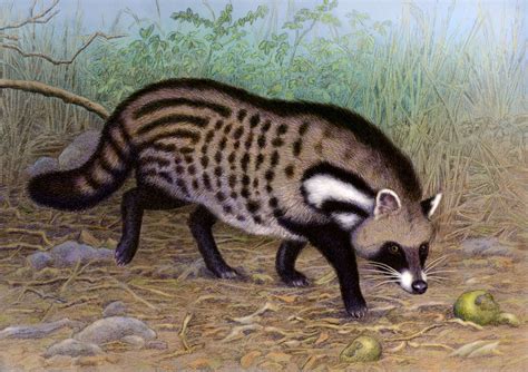 African Civet by WillemSvdMerwe on DeviantArt