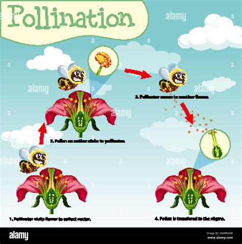 Pollination diagram hi-res stock photography and images - Alamy