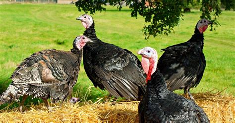 What Makes a Godwick Turkey Free Range Turkey Unique? | Godwick Turkeys