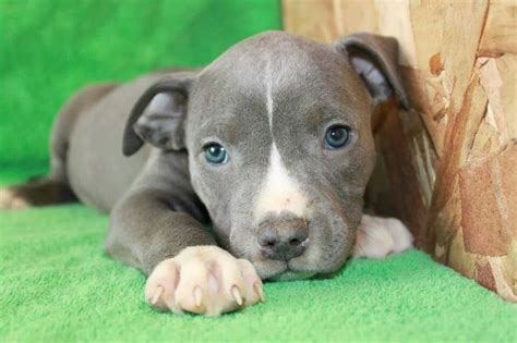 7 Special Care Tips for Blue Pitbull Puppies