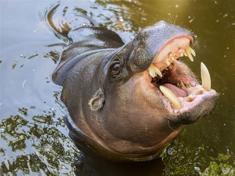 The teeth of the Pygmy Hippo : r/badassanimals