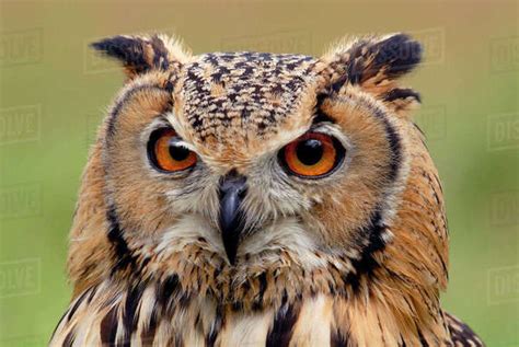 Indian eagle owl (Bubo bengalensis) head portrait, captive, from India ...