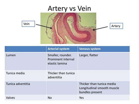 Histology Of Vein