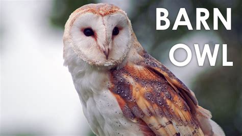 What does a Barn Owl sound like? - YouTube