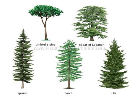 PLANTS & GARDENING :: PLANTS :: CONIFER :: EXAMPLES OF CONIFERS image ...