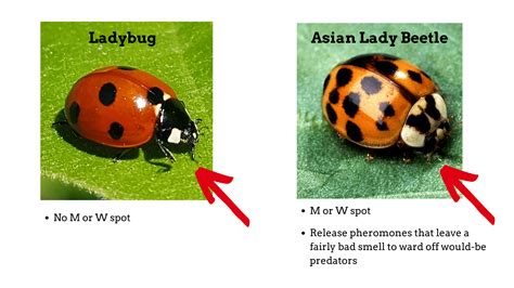 Asian Lady Beetle Bite Symptoms