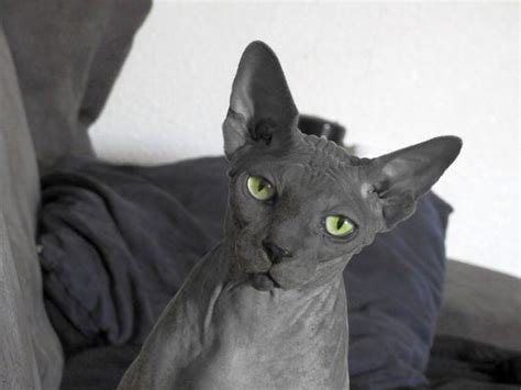 100+ Funny And Hilarious Sphynx Cat Names For Male And Female Kittens