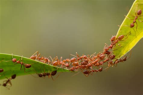 For Ants, Building a Bridge Is No “Simple” Task | Mind Matters