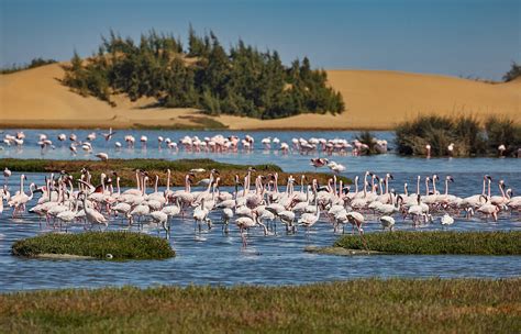 Pink flamingos in the Walvis Bay lagoon … – License image – 71304331 ...