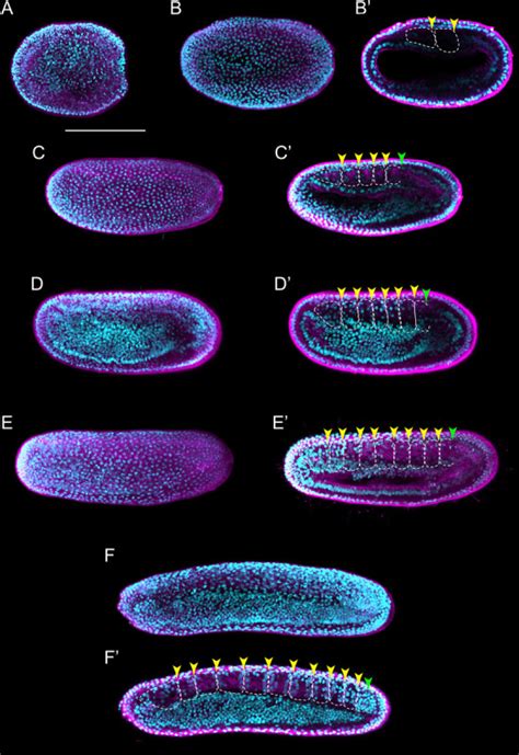 An Updated Staging System for Cephalochordate Development: One Table ...