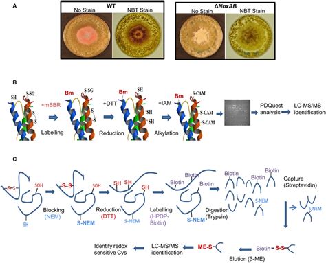 Biochemical characterization of NADPH oxidase (NOX) and workflow of two ...