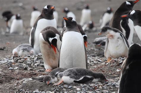 Keeping Cool in Antarctica | Wild View