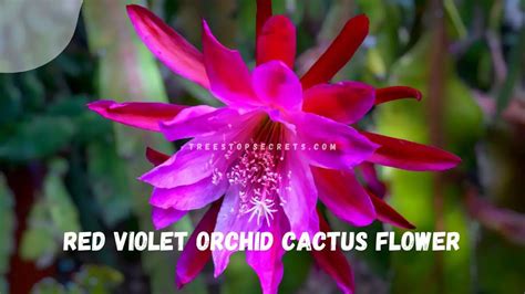 Orchid Cactus Flower Care: Ultimate Guide