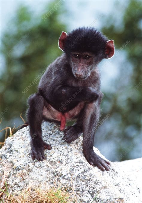 Young yellow baboon - Stock Image - Z910/0060 - Science Photo Library