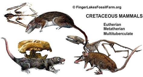 Eutherian Mammals Examples - Pets Lovers