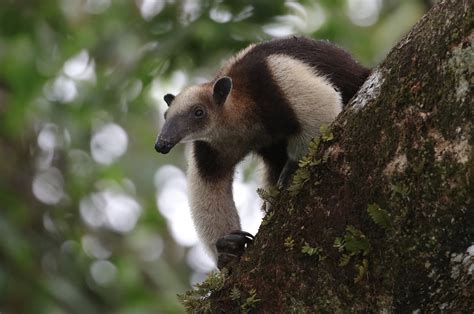 Northern Tamandua - The Canopy Family