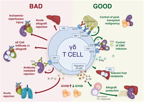 Gamma Delta T Cells Phenotype