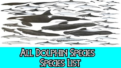 Dolphin Species List