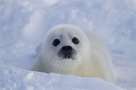 Harp Seals: Characteristics, habitats, reproduction and more.