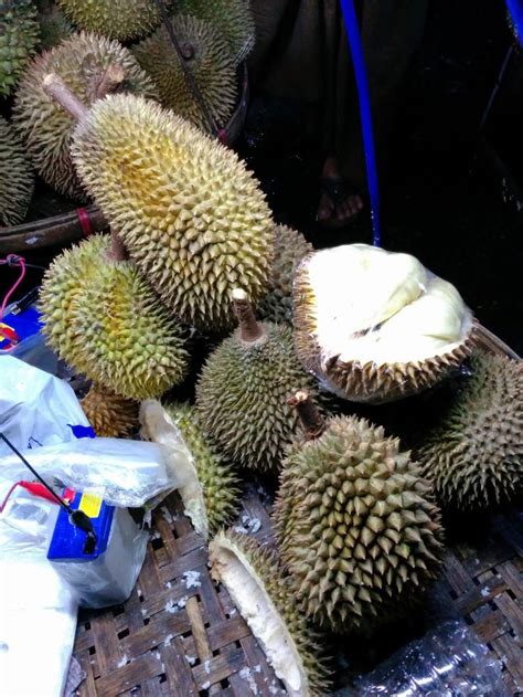 Durian Info: Durian Seasons In Durian Production Areas | Durian ...