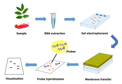 Northern Blot Service – Tribioscience