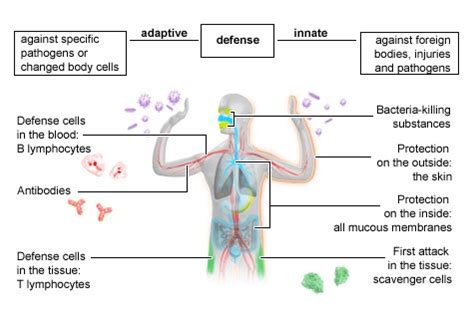 The innate and adaptive immune systems | informedhealth.org