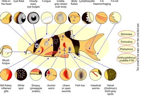 Koi Disease Diagnosis and Treatment - Wonky Wheels