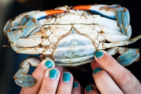 Blue Crab | NOAA Fisheries