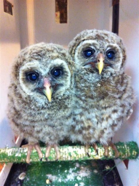 Baby Barred Owls | Acadiana Wildlife, Inc. | Pinterest