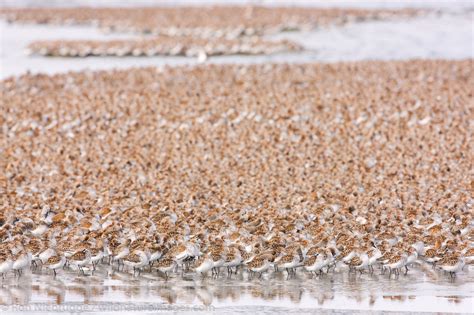 Shorebird Migration | Photos by Ron Niebrugge