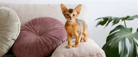 8 Small Cat Breeds That Stay Little | Four Paws