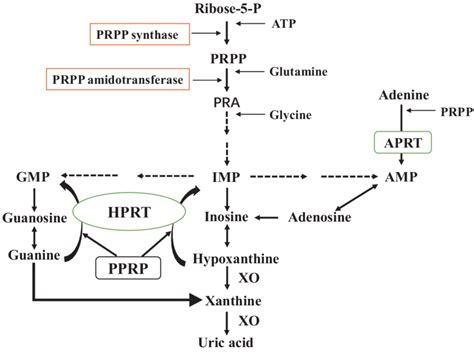 De novo synthesis and salvage pathway of purine metabolism. The purine ...