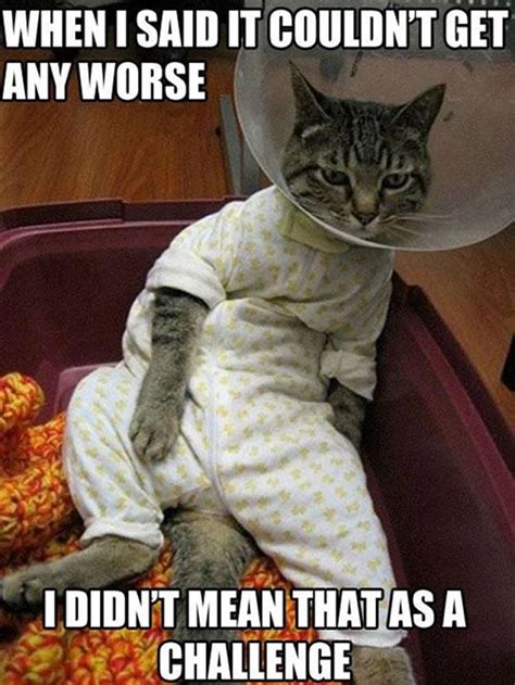 21 Funny Cat Captions - Random Funny Cat