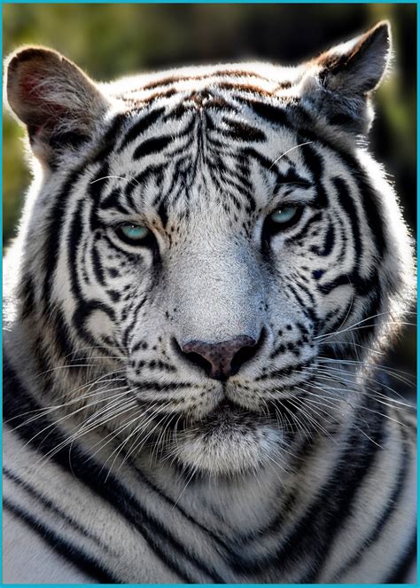 White Bengal Tiger - Creation Kingdom Zoo