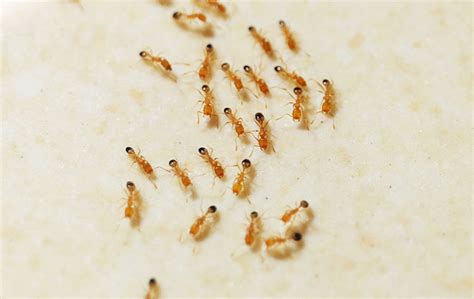 How To Identify Pharaoh Ants | FAQS About Pharaoh Ants