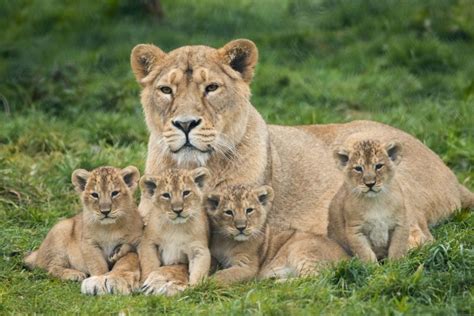 Fota Wildlife Park announces birth of four endangered lion cubs | Newstalk