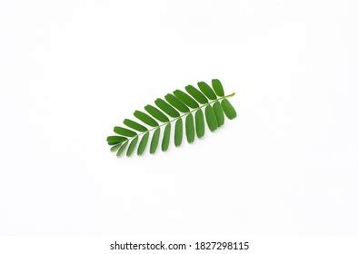 1,961 Opposite Leaves White Background Images, Stock Photos & Vectors ...