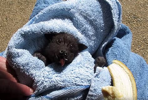 Rescued Baby Bat Stuffs Her Cheeks With Banana After Being Hit By Car ...