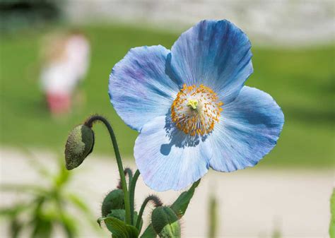 7 plants with true blue flowers - The English Garden