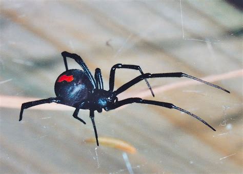 Redback Spider | The Life of Animals