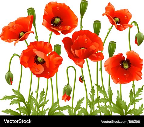 Spring flowers poppy Royalty Free Vector Image